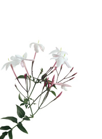 allegria spa at park hyatt beaver creek spa treatments