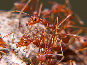 red ants as lip plumper
